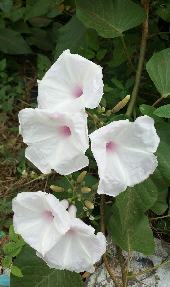 Ipomoea pandurata(Wild Potato wine)