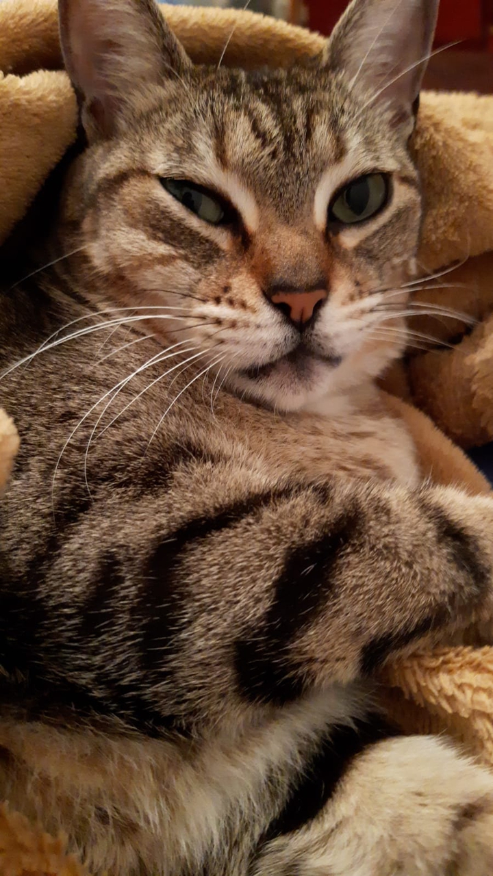 Teresa the cat