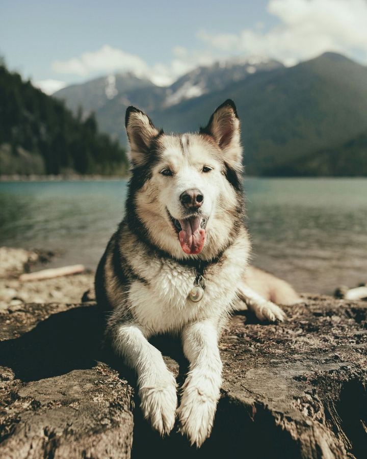 Dog