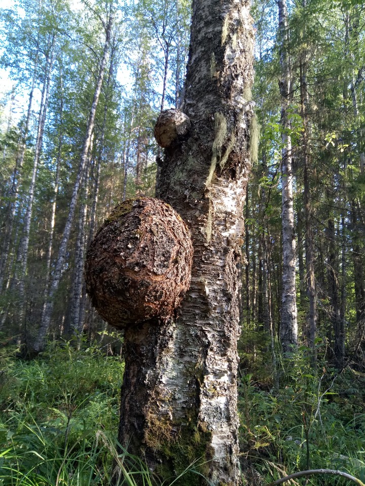 дерево