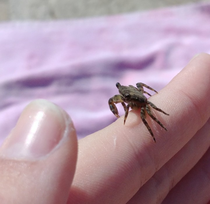 a crab