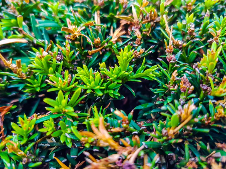 bush