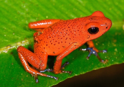 amphibian, phyllobates वॉलपेपर
