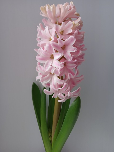spring flower