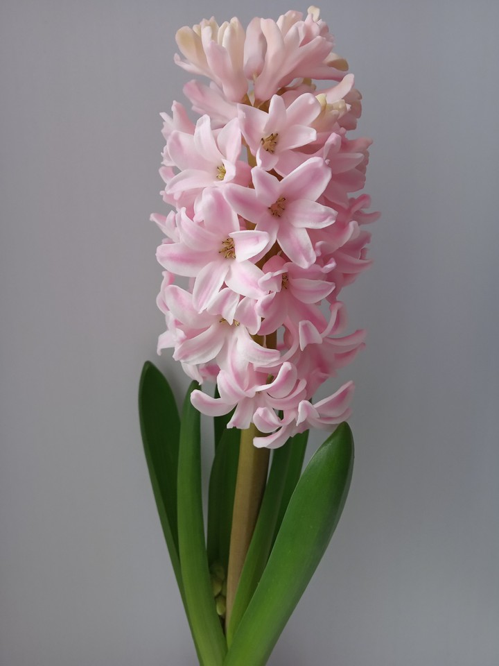 spring flower