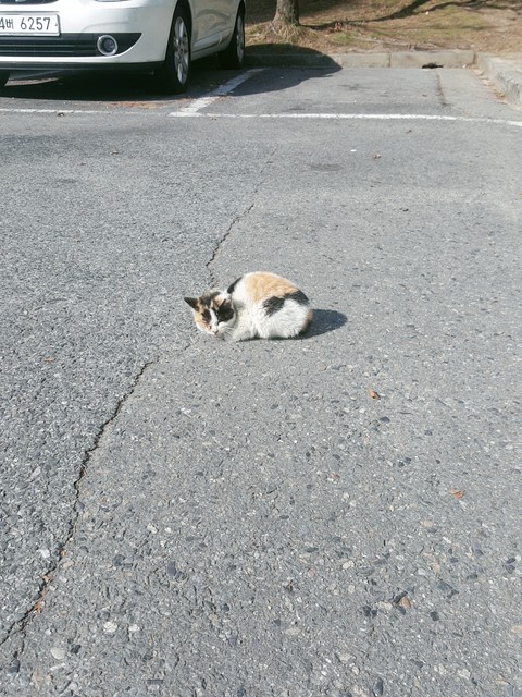 cute cat