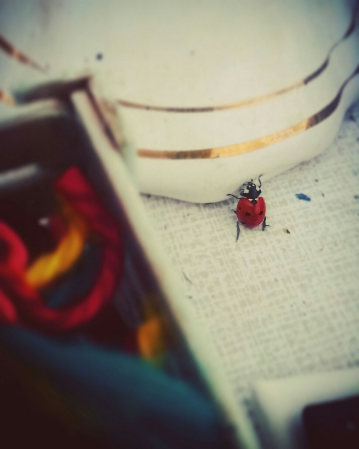 Ladybug