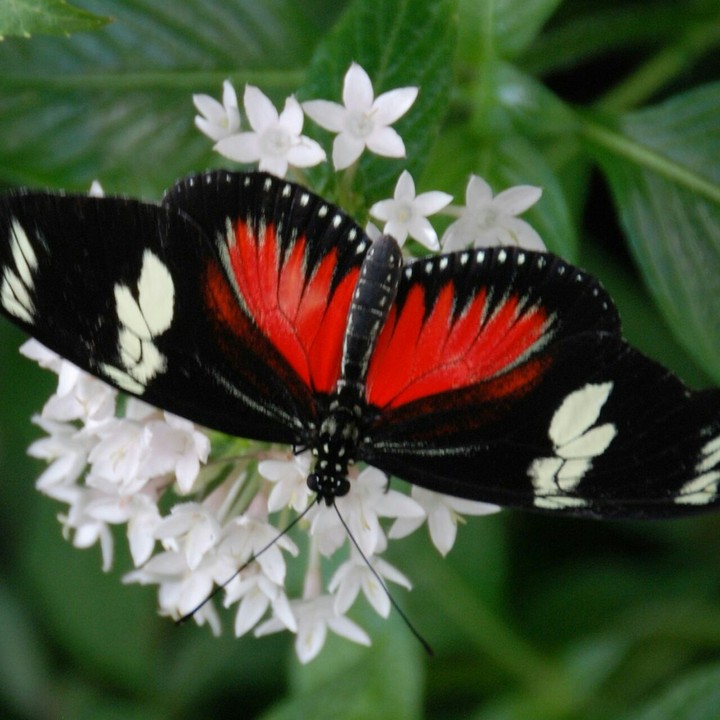 Farfalla