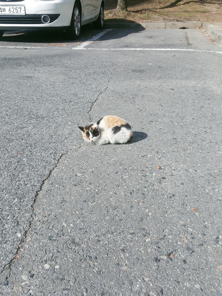 cute cat