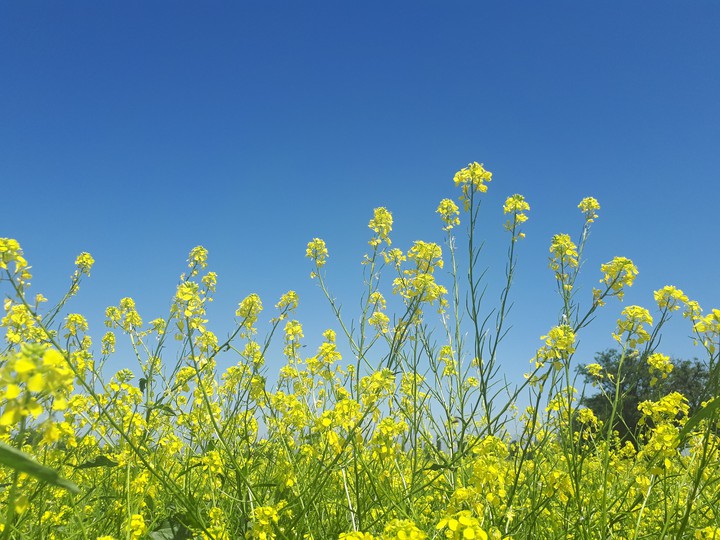 Yellow flowers