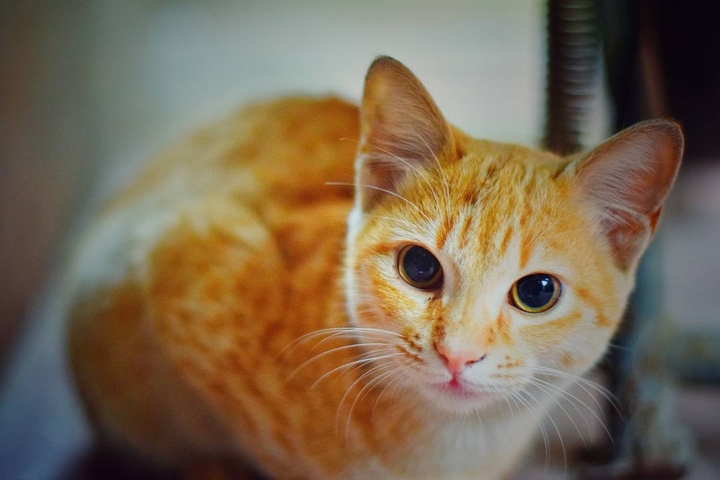 purrfect