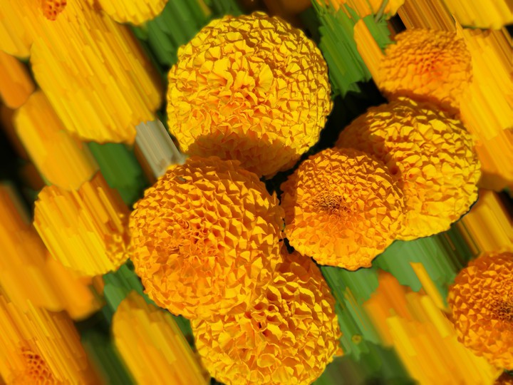 marigold