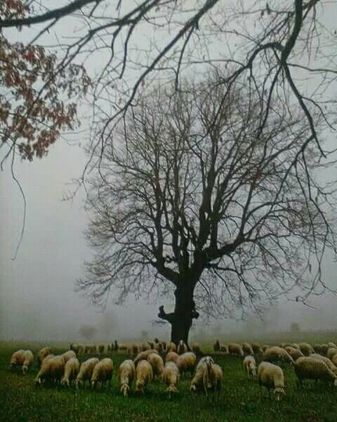 lambs