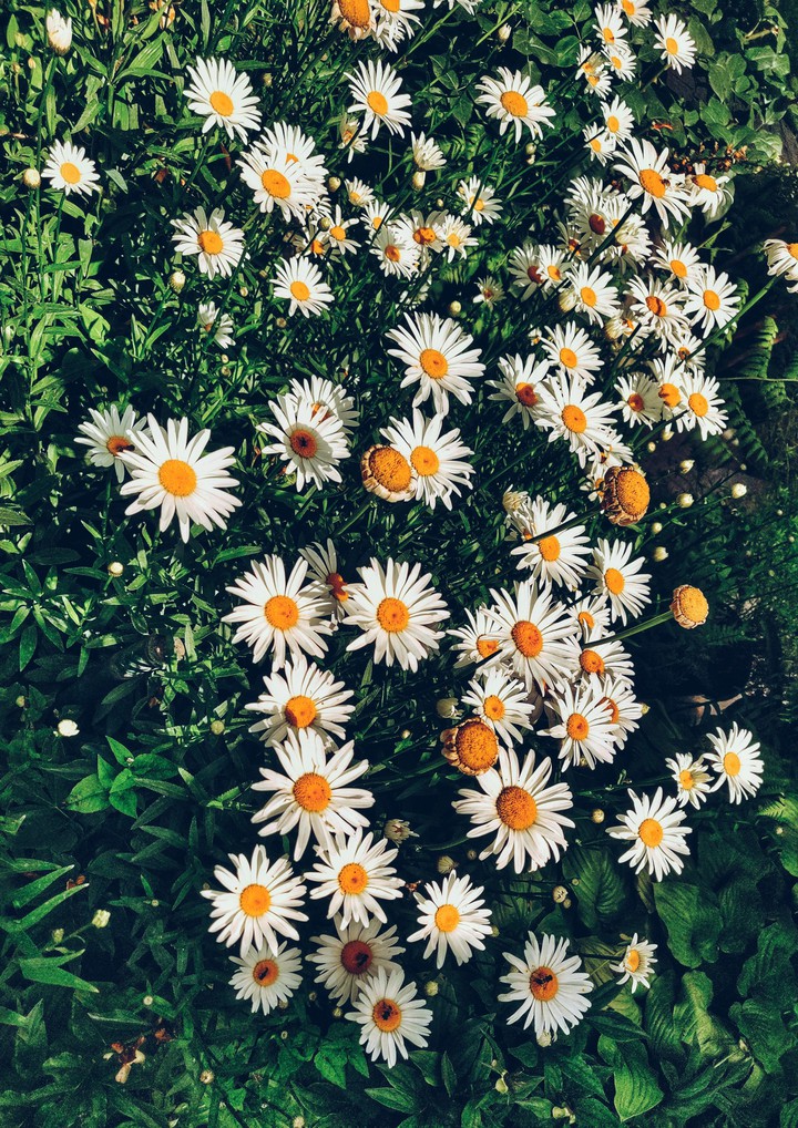 Darling Daisies