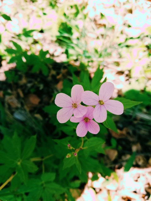Flower ❤️