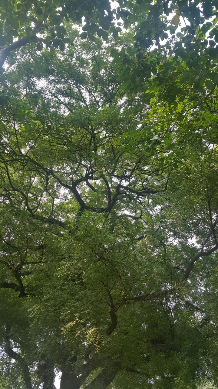 #neem tree