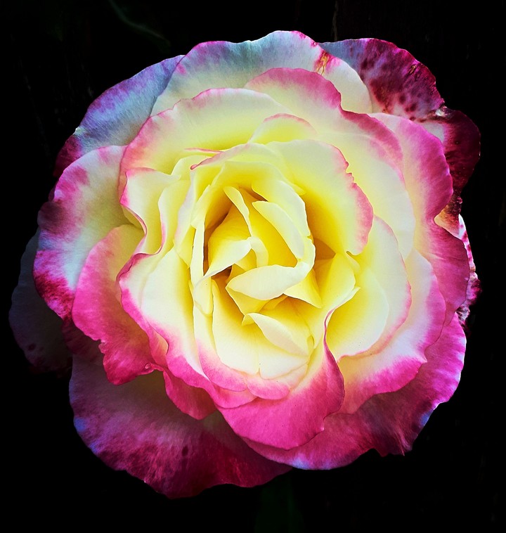 Flower in dark