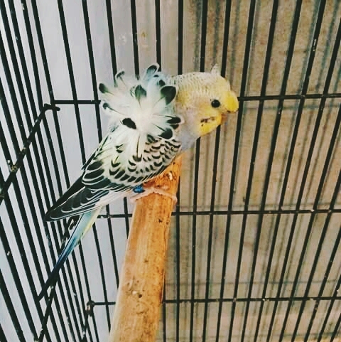 Japanese Hagoromo Bird