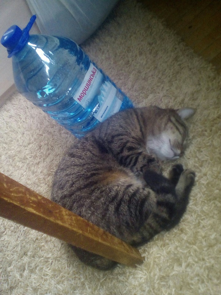 Котик2