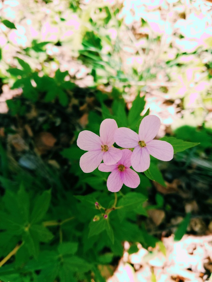 Flower ❤️