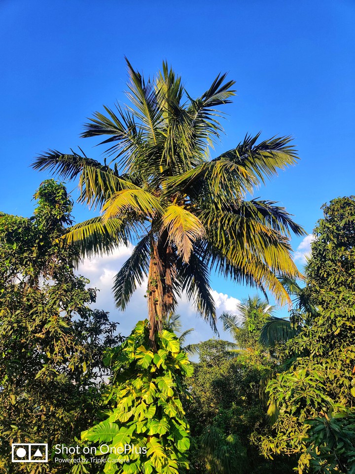 tree
