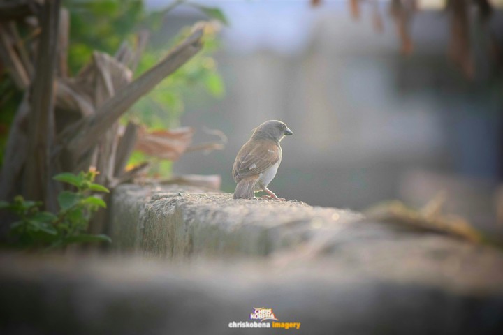 bird