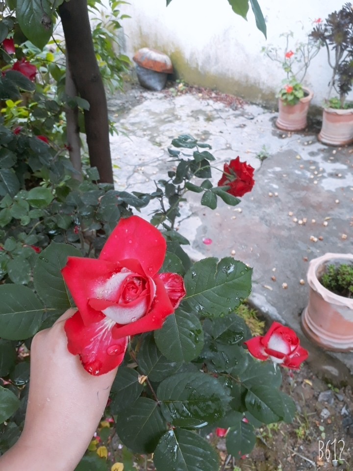 ? rose
