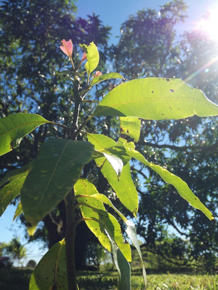 New Life