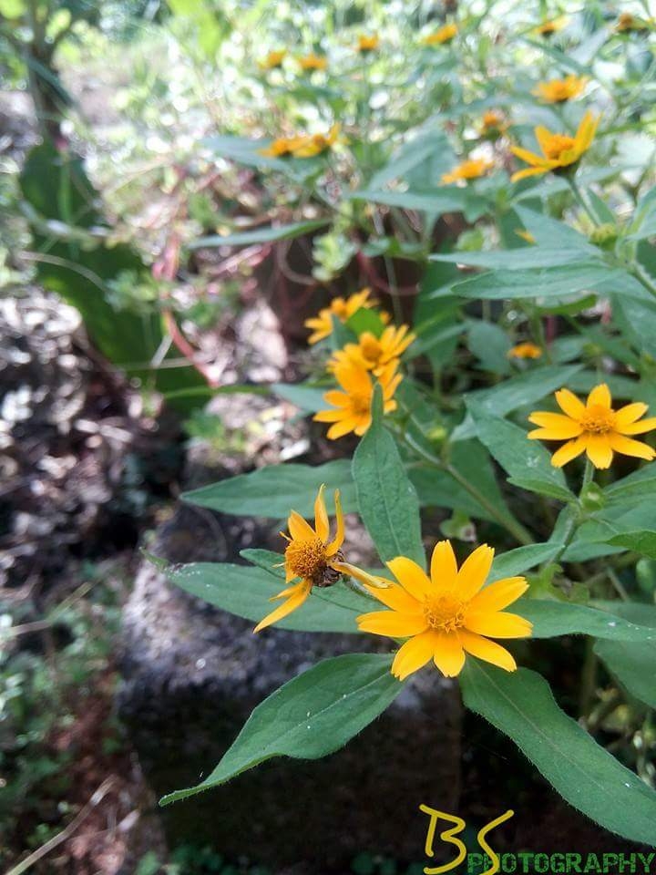yellow path