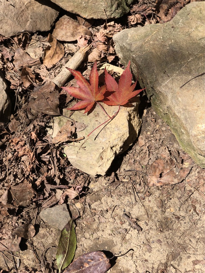 maple leaf