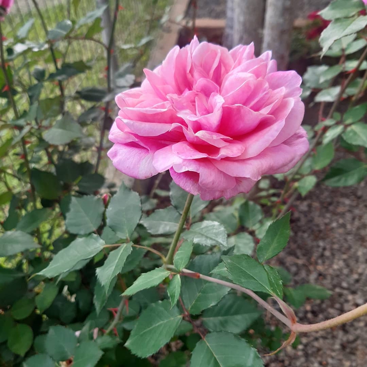 rosas