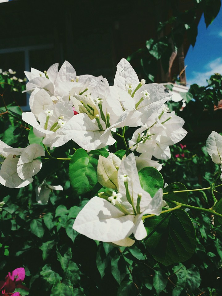 white flowers