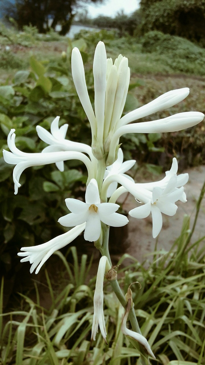 flowers
