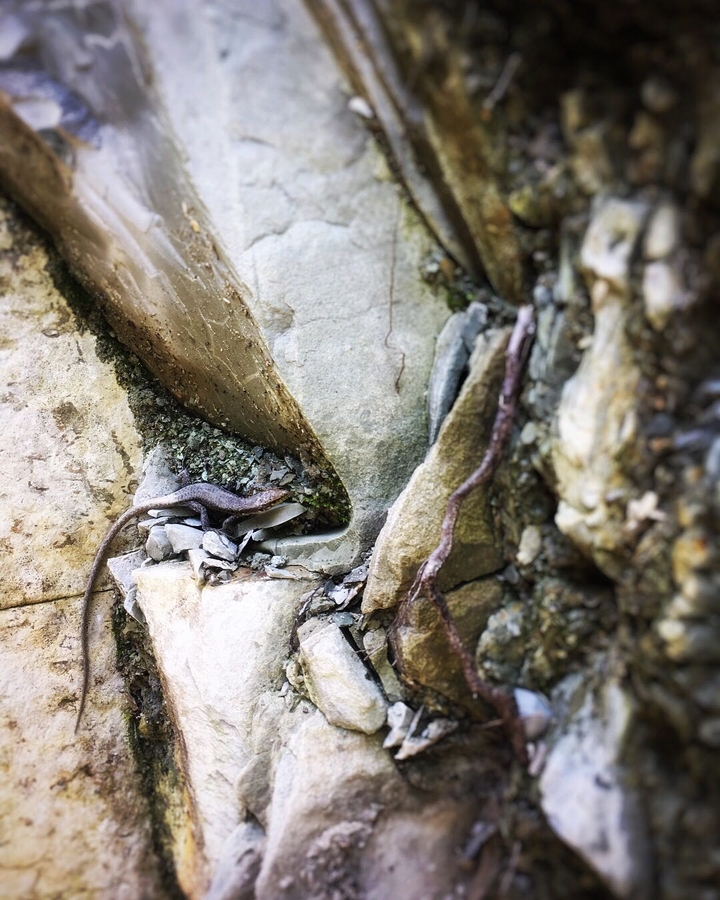 Lizard