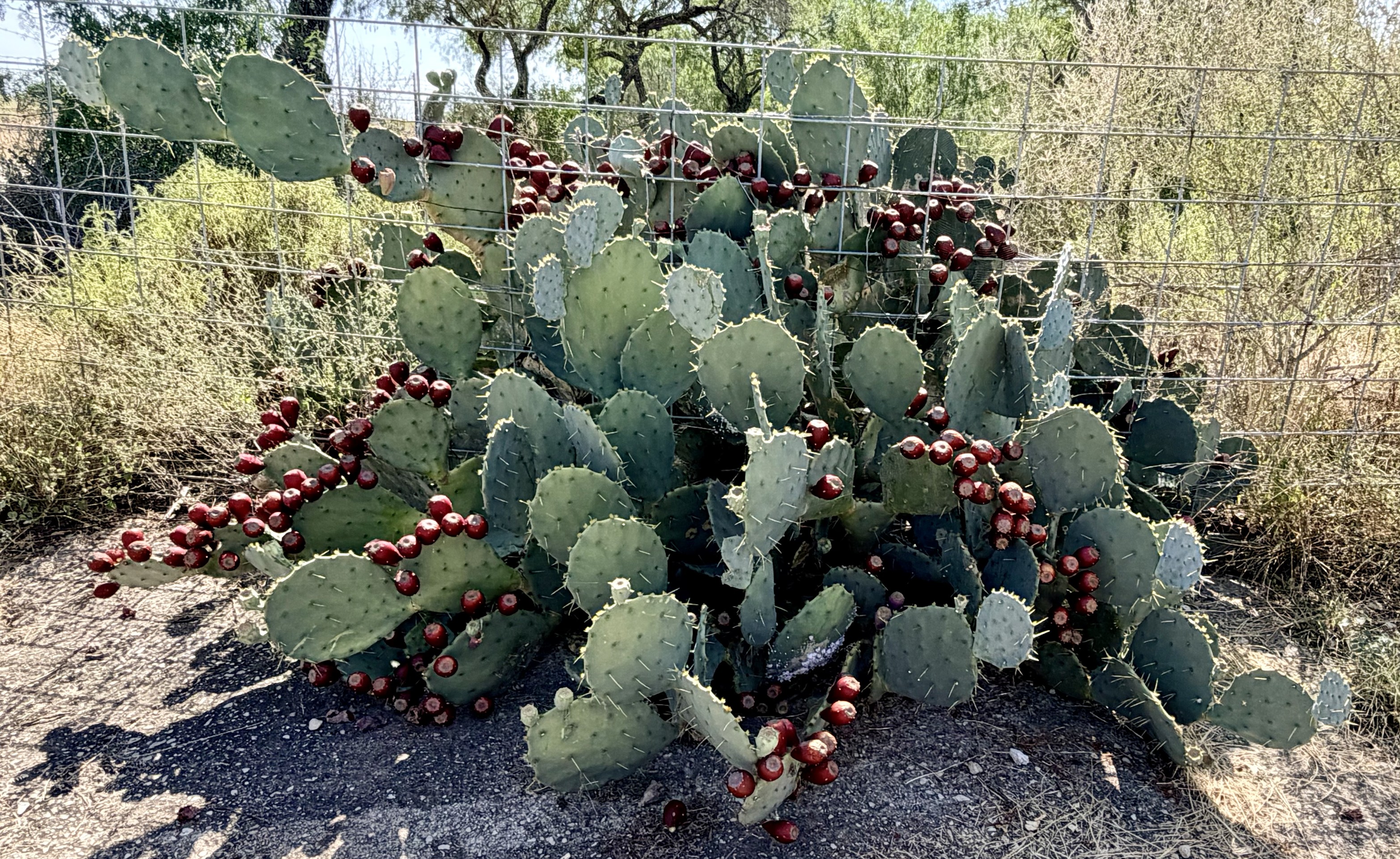 caryophyllales, shrubland wallpapers