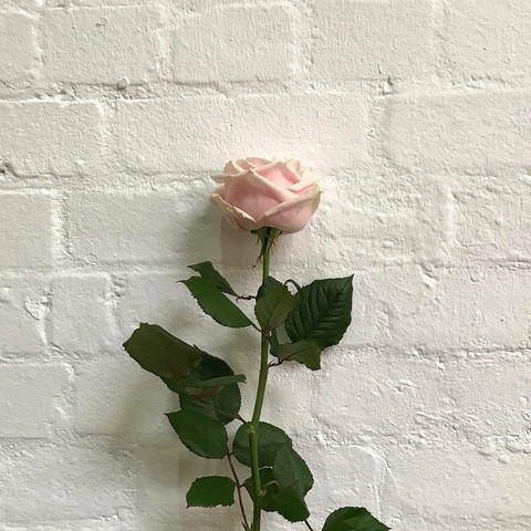 rose, plant háttérképek
