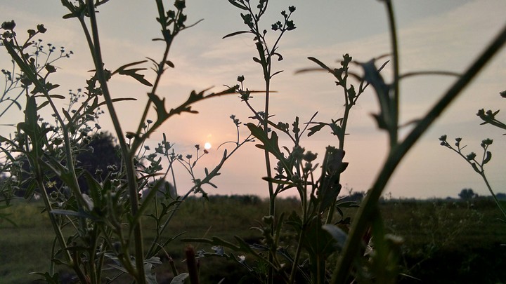 Nature