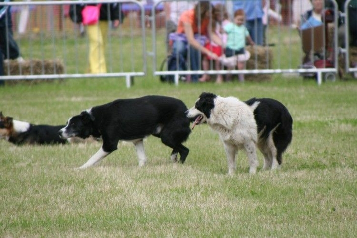 Border Collies Because There IS No Better Dog