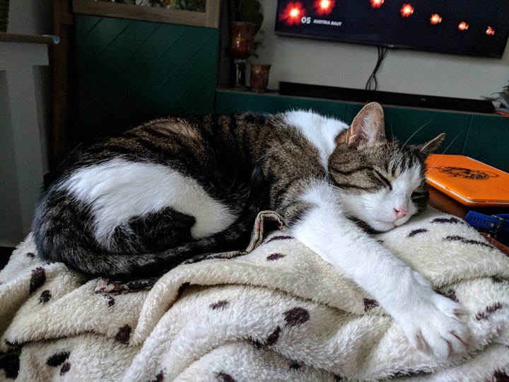 Finn