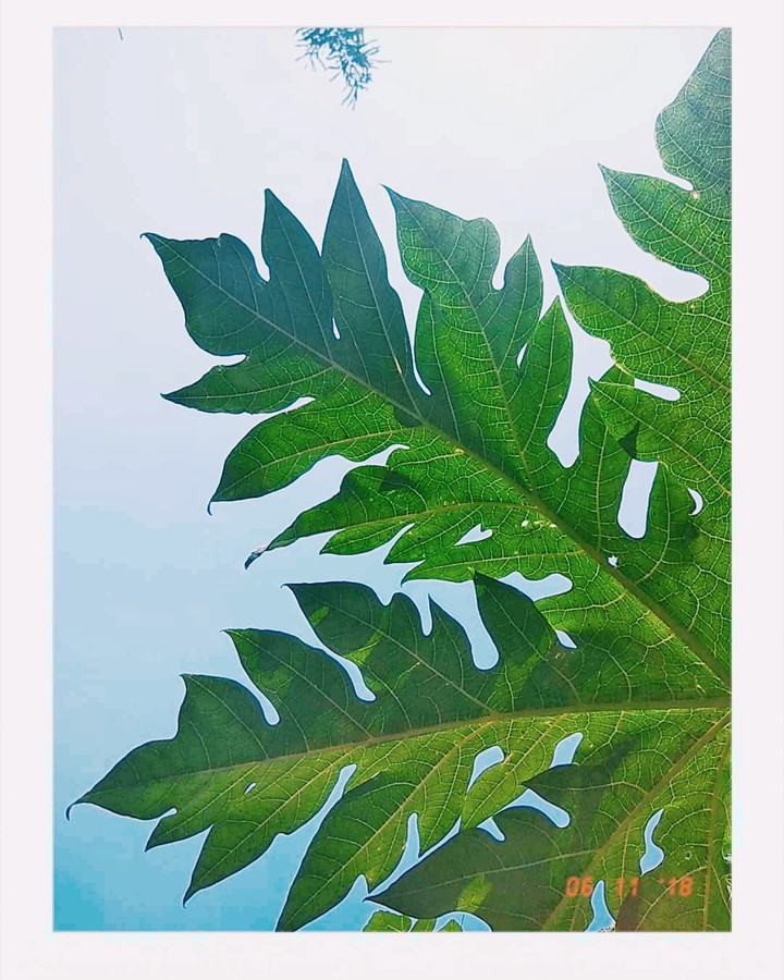 papaya leaf