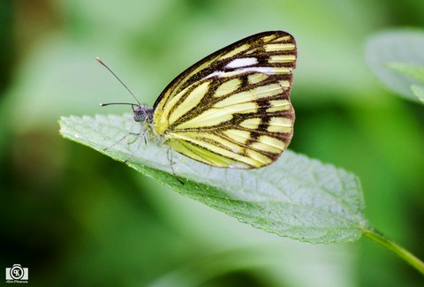 Beautiful Butterfly..