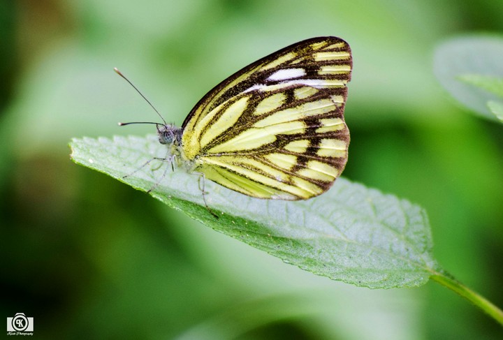 Beautiful Butterfly..