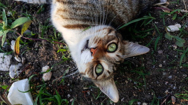 Green eyes