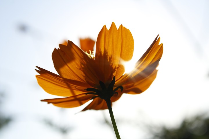 flower shining