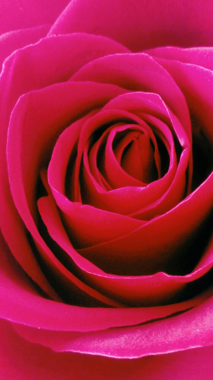 Flower●
