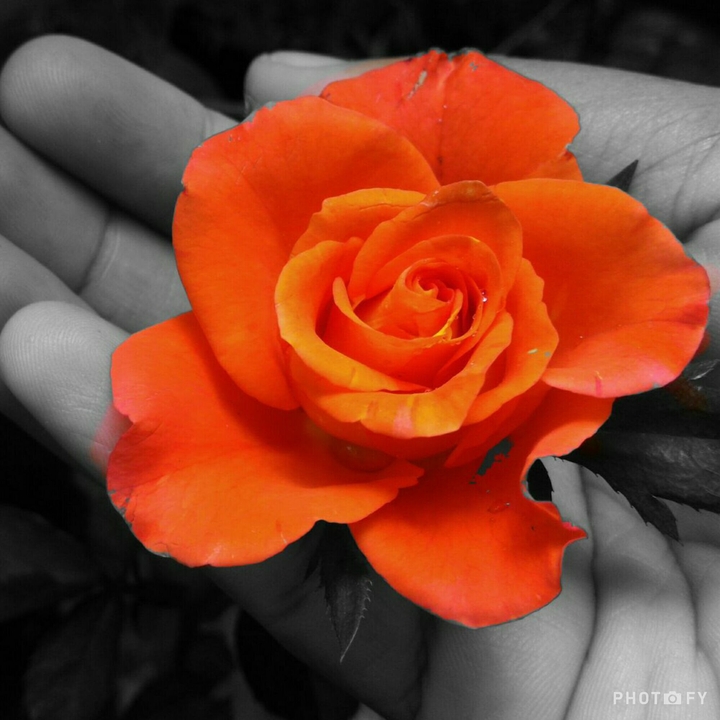 Orange rose