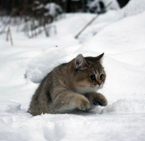 Cat in snow