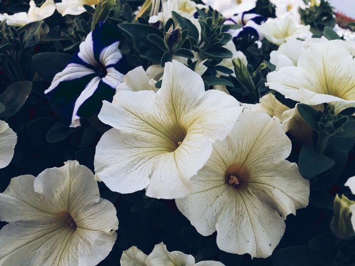 flowers