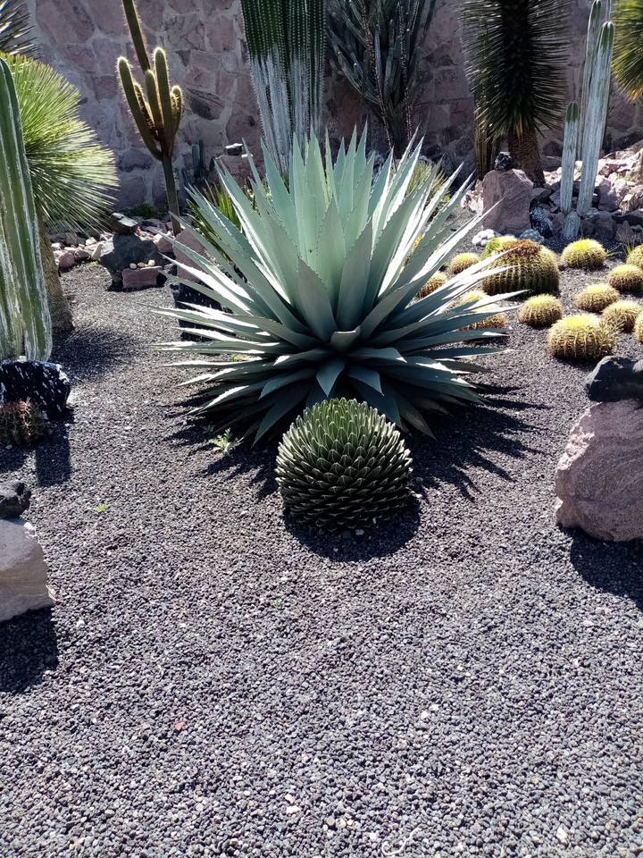cactus ????