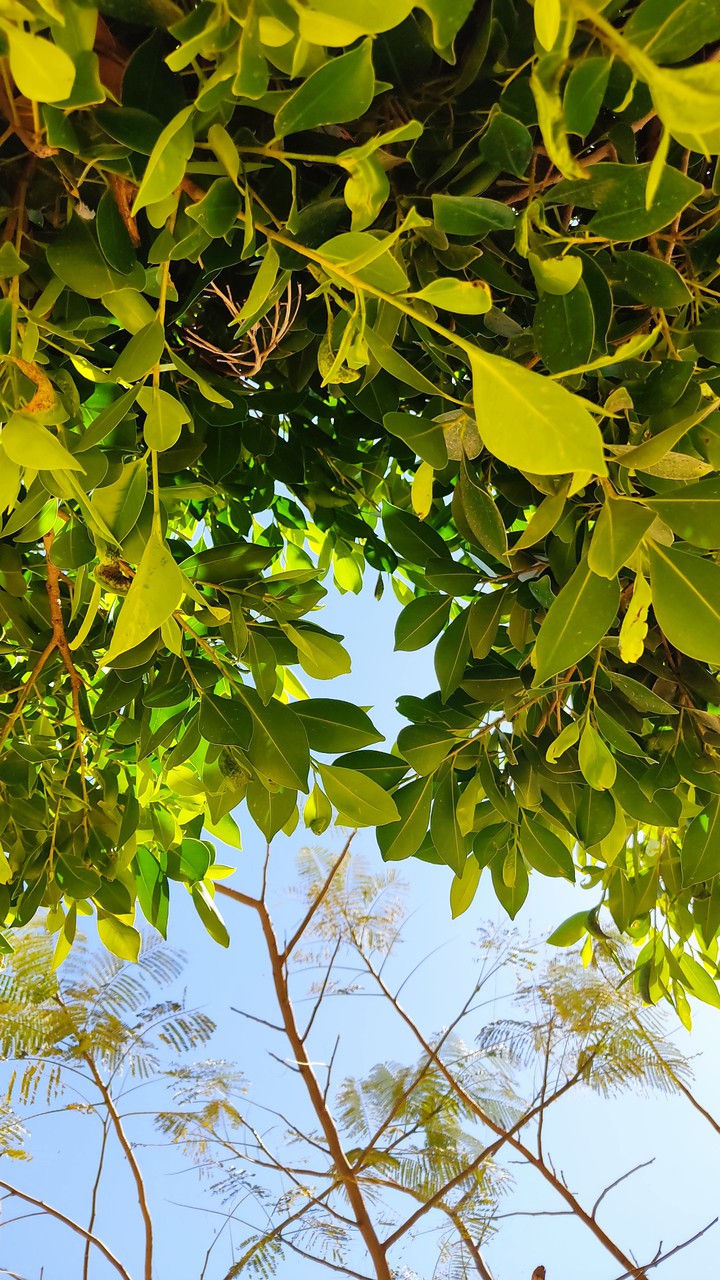 green#sky